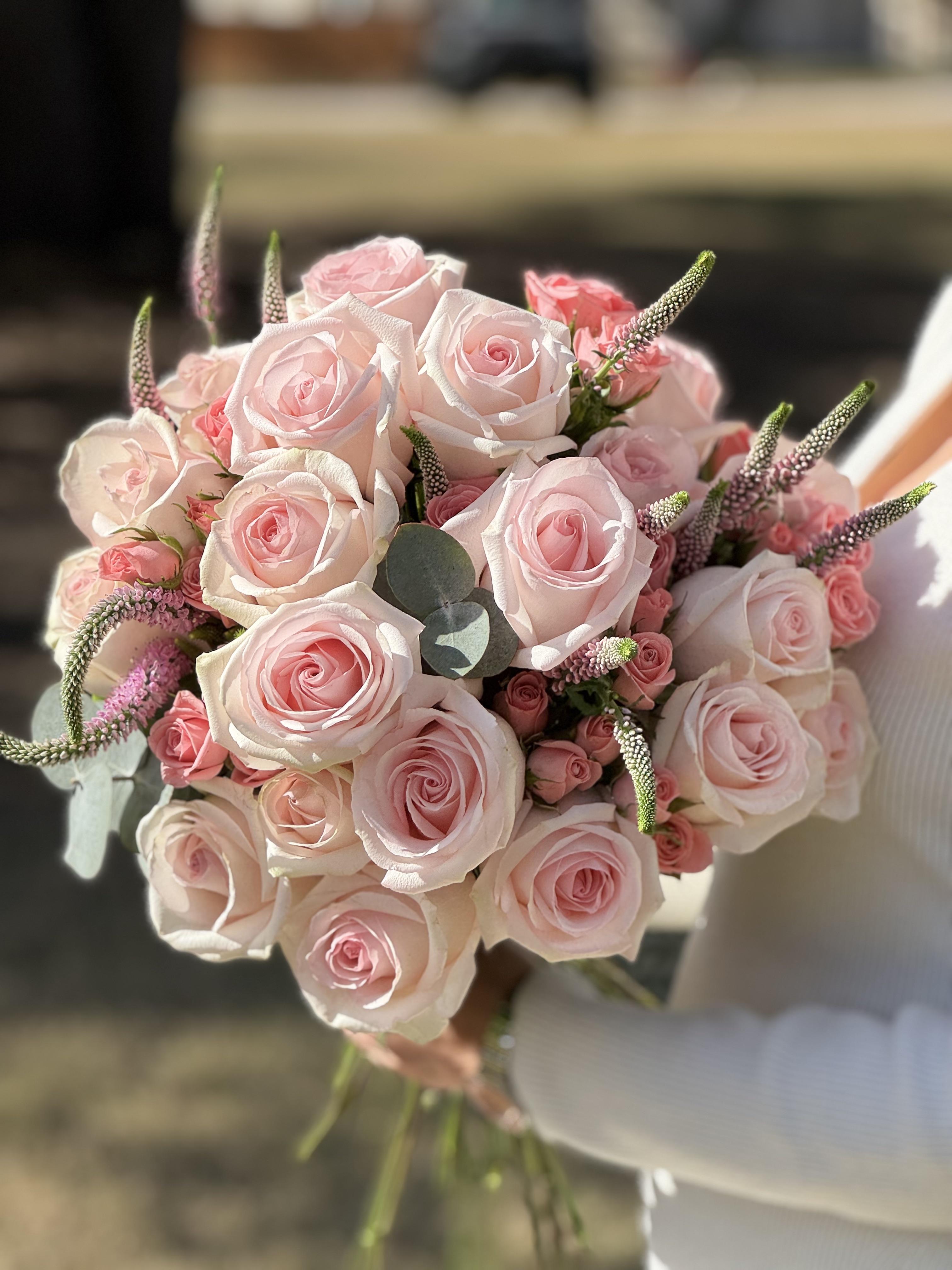 Powder Pink Rose
