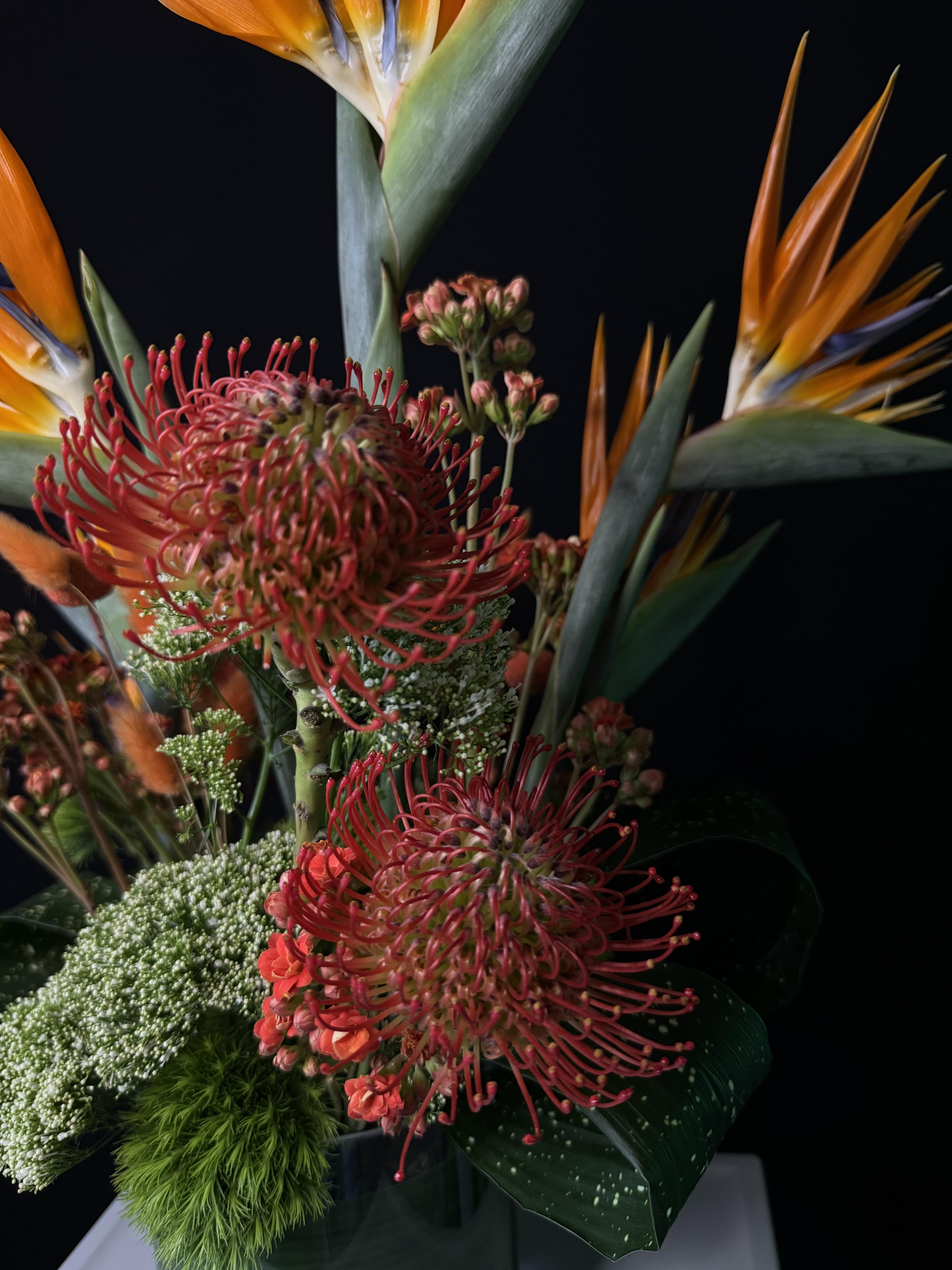 Modern Tropic - image 3
